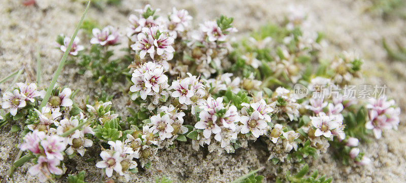 海草(Glaux maritima)